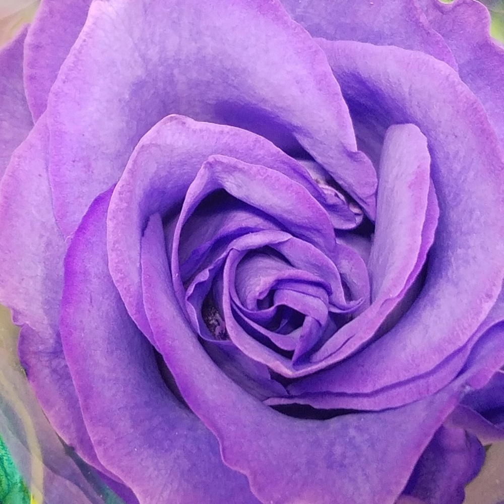 Meet your Posher, Ilana